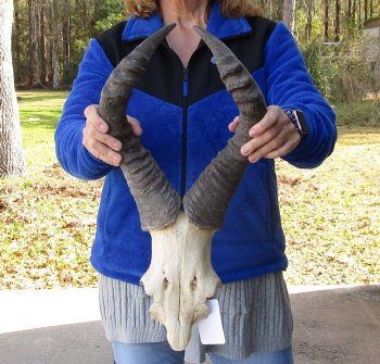 19 Inch Horns on Male Red Hartebeest Skull Plate 