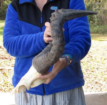 19 Inch Horns on Male Red Hartebeest Skull Plate 