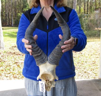 19 Inch Horns on Male Red Hartebeest Skull Plate 