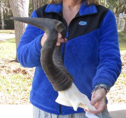 18 Inch Horns on Male Red Hartebeest Skull Plate 