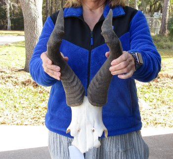 18 Inch Horns on Male Red Hartebeest Skull Plate 