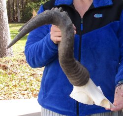 21 Inch Horns on Male Red Hartebeest Skull Plate 