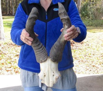 B-Grade 22" Horns on Male Red Hartebeest Skull Plate 