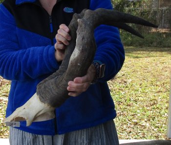 B-Grade 22" Horns on Male Red Hartebeest Skull Plate 