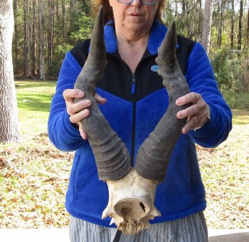 B-Grade 22" Horns on Male Red Hartebeest Skull Plate 