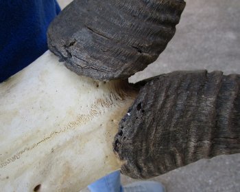 B-Grade 22" Horns on Male Red Hartebeest Skull Plate 