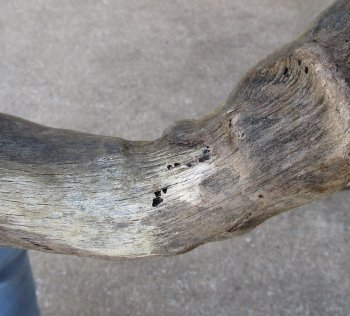 B-Grade 22" Horns on Male Red Hartebeest Skull Plate 