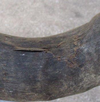 B-Grade 22" Horns on Male Red Hartebeest Skull Plate 