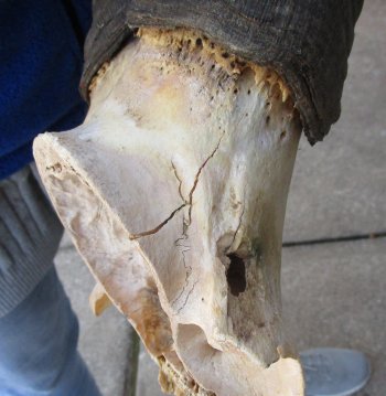 B-Grade 22" Horns on Male Red Hartebeest Skull Plate 