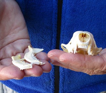 North American Skunk Skull 3 inches