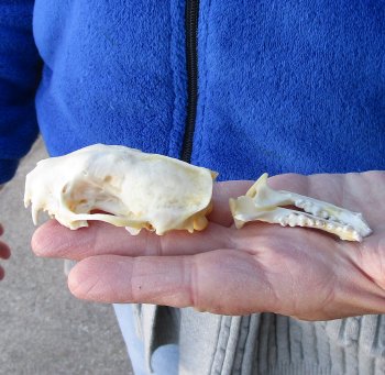 North American Skunk Skull 3-1/4 inches