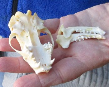 North American Skunk Skull 3-1/4 inches