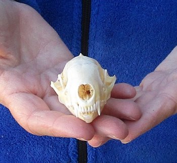 North American Skunk Skull 3 inches