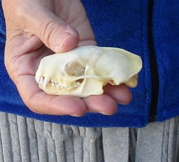 North American Skunk Skull 3 inches