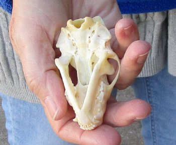 North American Skunk Skull 3 inches