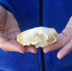 North American Skunk Skull 3-1/4 inches