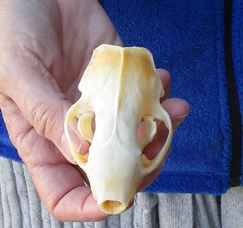 North American Skunk Skull 3-1/4 inches