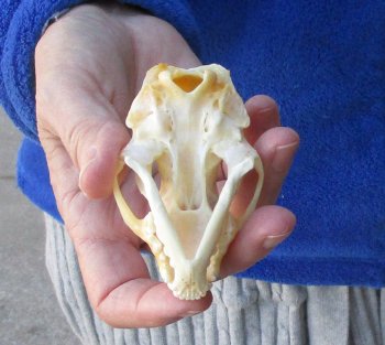North American Skunk Skull 3-1/4 inches