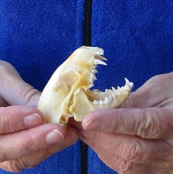 North American Skunk Skull 3 inches