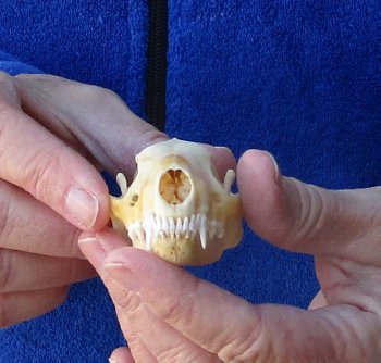 North American Skunk Skull 3 inches