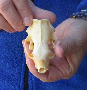 North American Skunk Skull 3 inches