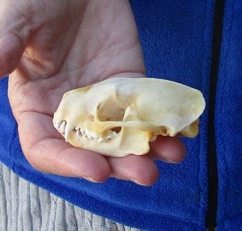 North American Skunk Skull 3 inches