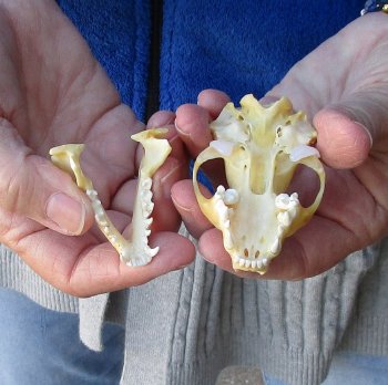 North American Skunk Skull 3 inches