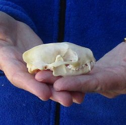 North American Skunk Skull 3 inches