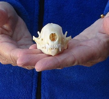 North American Skunk Skull 3 inches