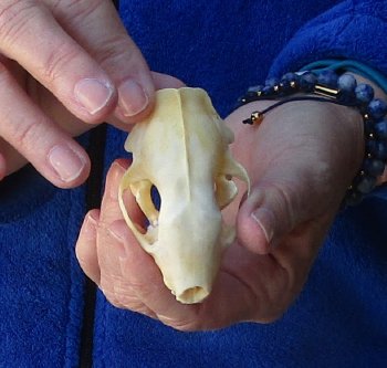 North American Skunk Skull 3 inches