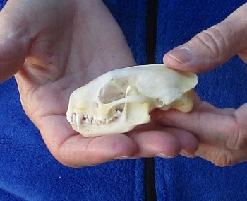 North American Skunk Skull 3 inches