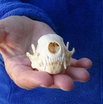 North American Skunk Skull 3-1/4 inches