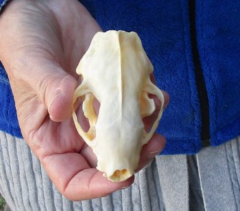 North American Skunk Skull 3-1/4 inches