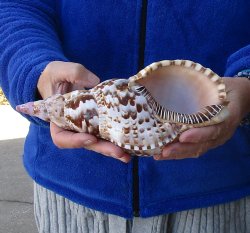 Caribbean Triton seashell 9-1/2 inches