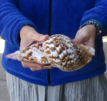 Caribbean Triton seashell 9-1/2 inches