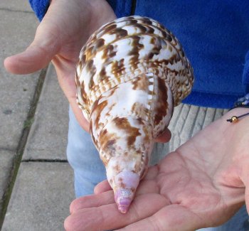 Caribbean Triton seashell 9-1/2 inches