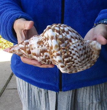 Caribbean Triton seashell 9-1/2 inches