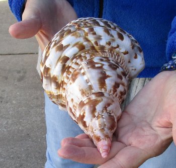 Caribbean Triton seashell 9-1/2 inches