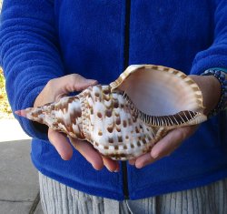 Caribbean Triton seashell 9 inches