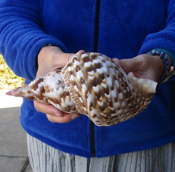Caribbean Triton seashell 9 inches