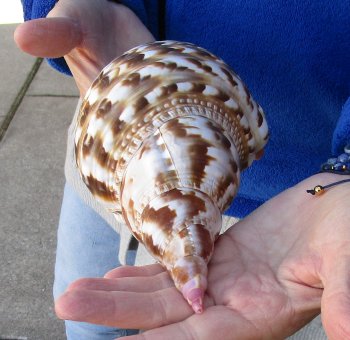 Caribbean Triton seashell 9 inches