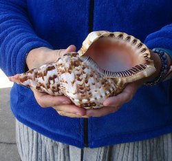 Caribbean Triton seashell 9 inches