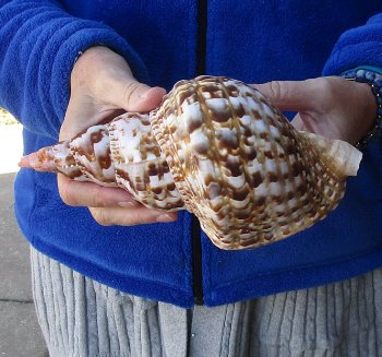 Caribbean Triton seashell 9 inches
