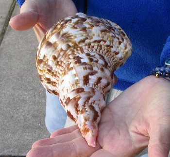 Caribbean Triton seashell 9 inches