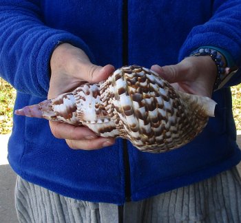 Caribbean Triton seashell 9 inches