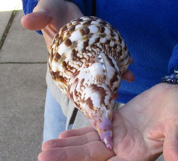 Caribbean Triton seashell 9 inches