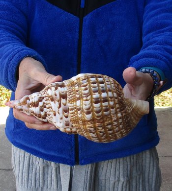 Caribbean Triton seashell 9-3/4 inches