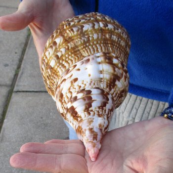 Caribbean Triton seashell 9-3/4 inches