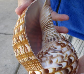 Caribbean Triton seashell 9-3/4 inches