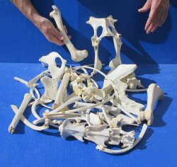4lb Assorted Bones